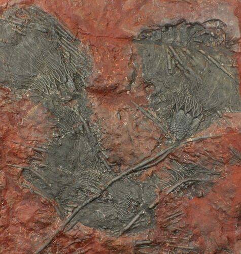 Silurian Fossil Crinoid (Scyphocrinites) Plate - Morocco #134257